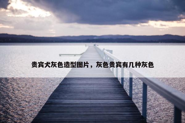 贵宾犬灰色造型图片，灰色贵宾有几种灰色