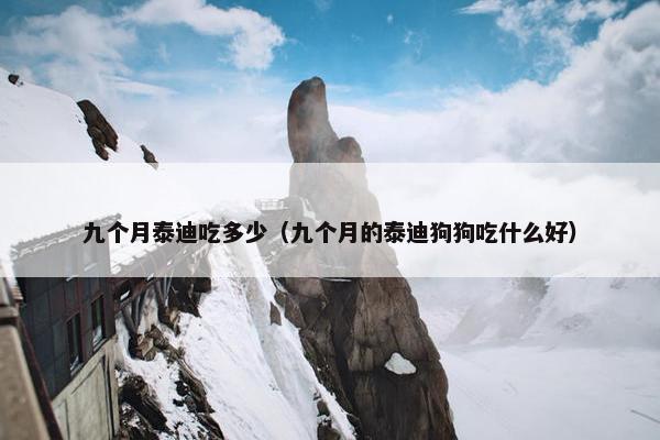 九个月泰迪吃多少（九个月的泰迪狗狗吃什么好）