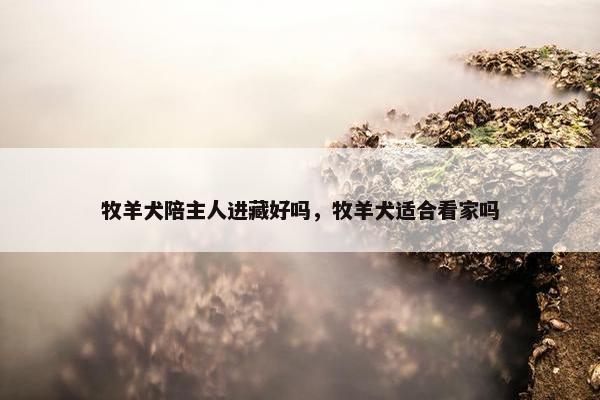 牧羊犬陪主人进藏好吗，牧羊犬适合看家吗