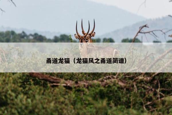 甬道龙猫（龙猫风之甬道简谱）