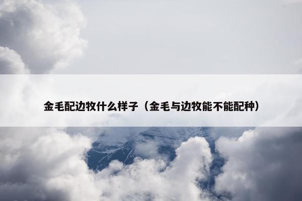 金毛配边牧什么样子（金毛与边牧能不能配种）