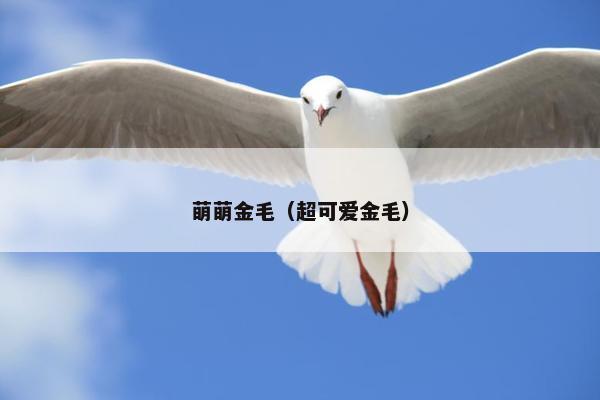 萌萌金毛（超可爱金毛）