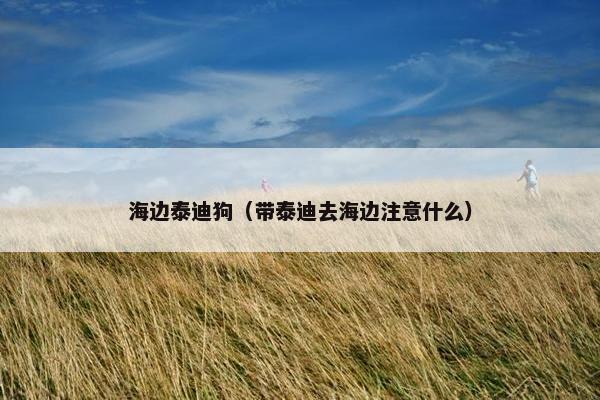 海边泰迪狗（带泰迪去海边注意什么）