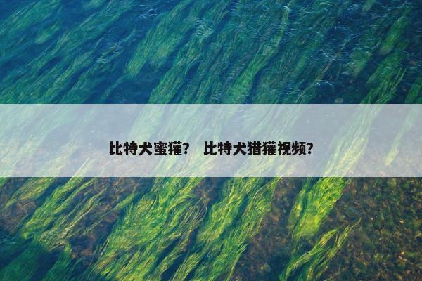比特犬蜜獾？ 比特犬猎獾视频？