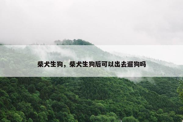 柴犬生狗，柴犬生狗后可以出去遛狗吗