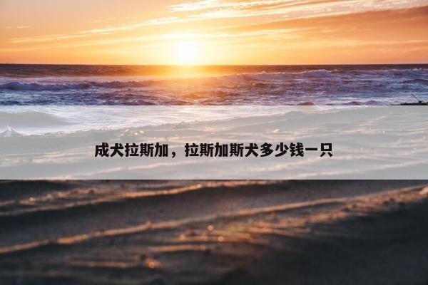 成犬拉斯加，拉斯加斯犬多少钱一只