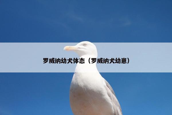 罗威纳幼犬体态（罗威纳犬幼崽）