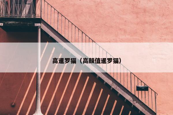高暹罗猫（高颜值暹罗猫）