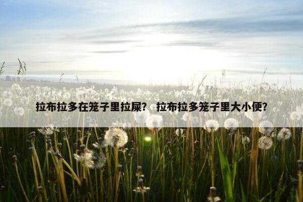 拉布拉多在笼子里拉屎？ 拉布拉多笼子里大小便？