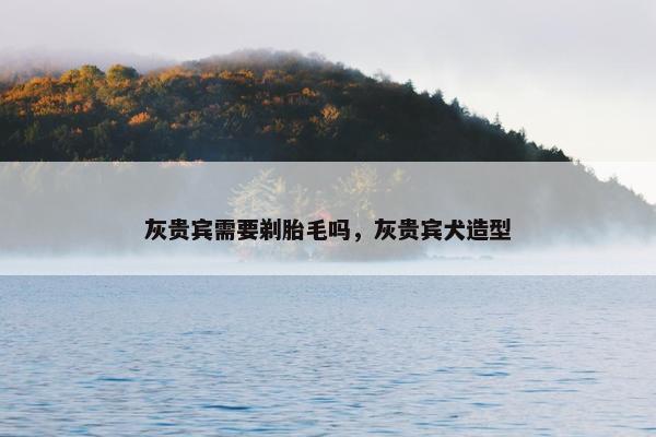 灰贵宾需要剃胎毛吗，灰贵宾犬造型