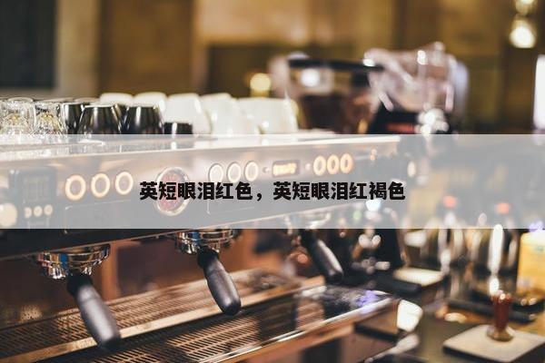 英短眼泪红色，英短眼泪红褐色