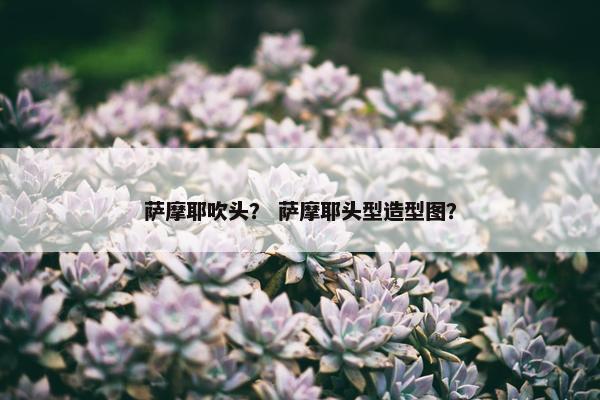 萨摩耶吹头？ 萨摩耶头型造型图？