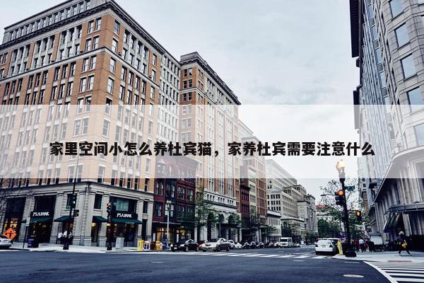 家里空间小怎么养杜宾猫，家养杜宾需要注意什么