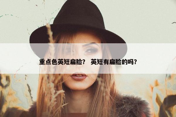 重点色英短扁脸？ 英短有扁脸的吗？