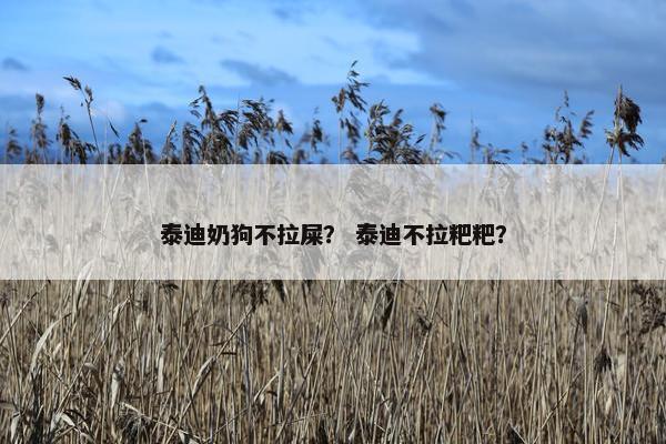 泰迪奶狗不拉屎？ 泰迪不拉粑粑？