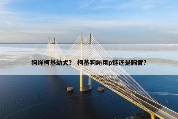 狗绳柯基幼犬？ 柯基狗绳用p链还是胸背？