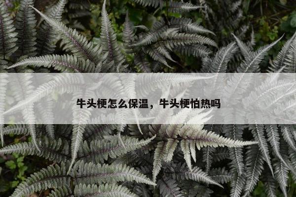 牛头梗怎么保温，牛头梗怕热吗