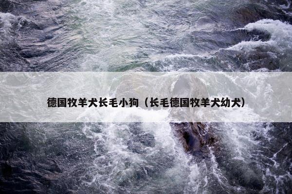 德国牧羊犬长毛小狗（长毛德国牧羊犬幼犬）