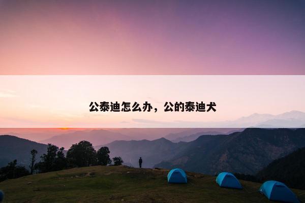 公泰迪怎么办，公的泰迪犬