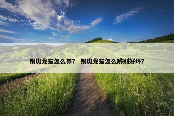 银斑龙猫怎么养？ 银斑龙猫怎么辨别好坏？