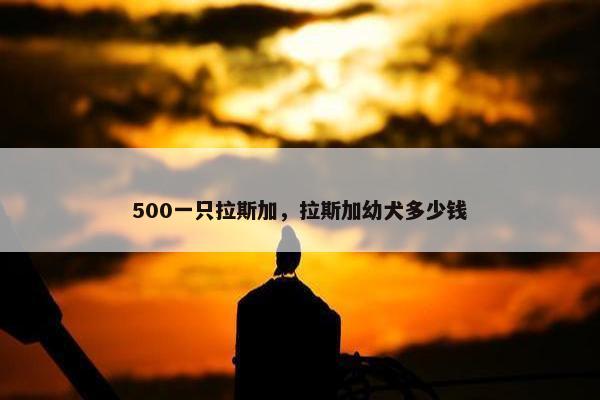 500一只拉斯加，拉斯加幼犬多少钱