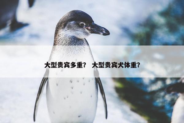 大型贵宾多重？ 大型贵宾犬体重？
