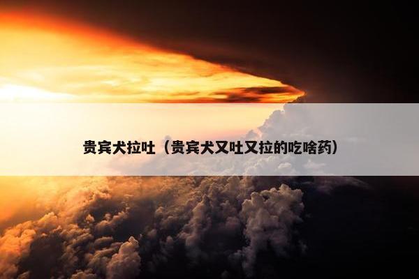 贵宾犬拉吐（贵宾犬又吐又拉的吃啥药）