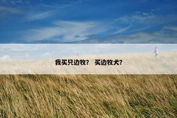 我买只边牧？ 买边牧犬？