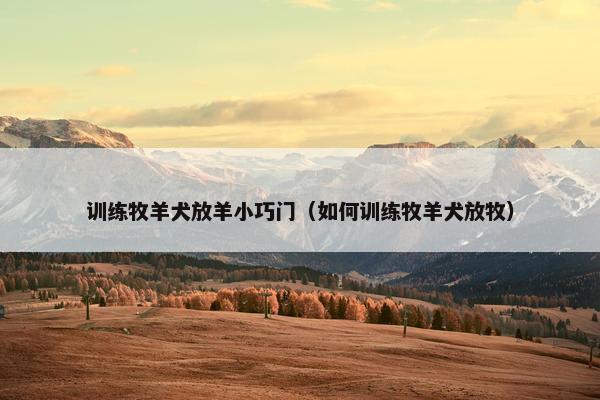 训练牧羊犬放羊小巧门（如何训练牧羊犬放牧）