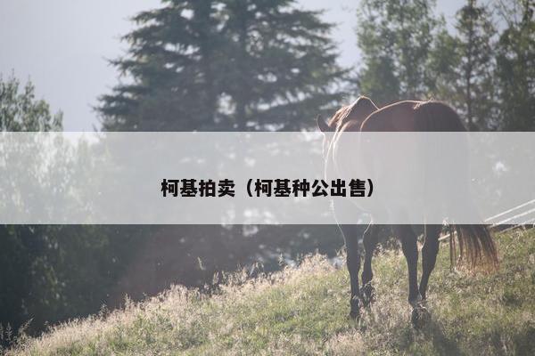柯基拍卖（柯基种公出售）