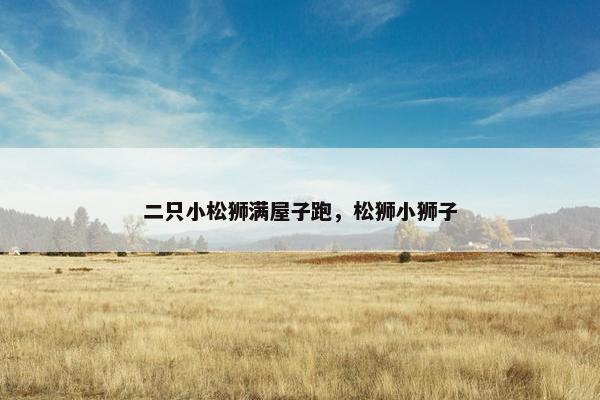 二只小松狮满屋子跑，松狮小狮子