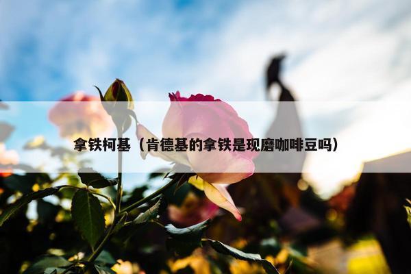 拿铁柯基（肯德基的拿铁是现磨咖啡豆吗）