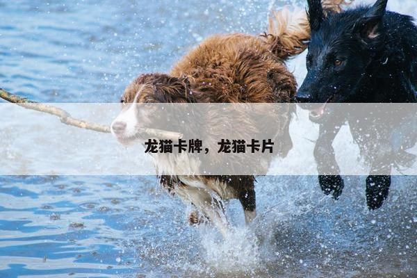 龙猫卡牌，龙猫卡片