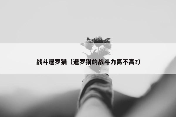 战斗暹罗猫（暹罗猫的战斗力高不高?）
