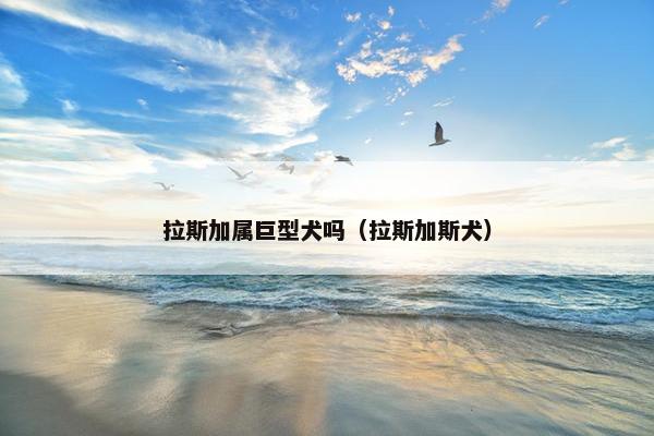 拉斯加属巨型犬吗（拉斯加斯犬）