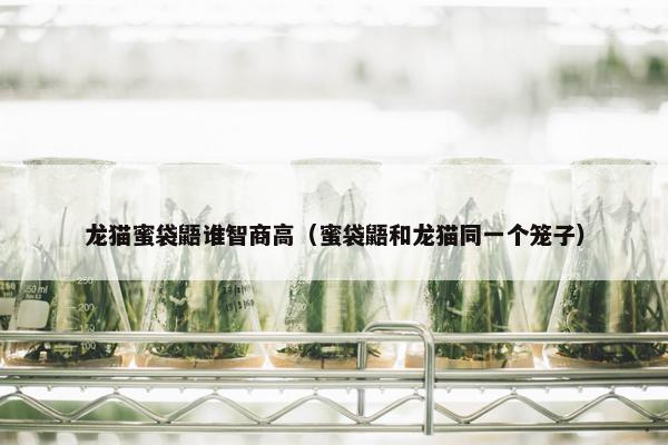 龙猫蜜袋鼯谁智商高（蜜袋鼯和龙猫同一个笼子）