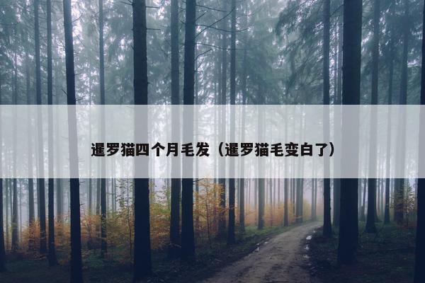 暹罗猫四个月毛发（暹罗猫毛变白了）