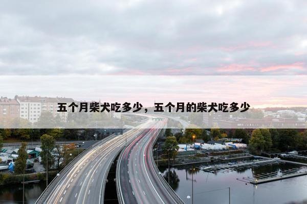 五个月柴犬吃多少，五个月的柴犬吃多少