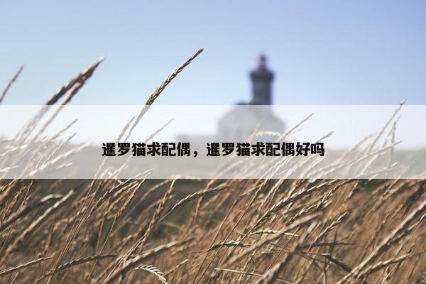 暹罗猫求配偶，暹罗猫求配偶好吗