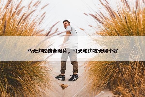 马犬边牧结合图片，马犬和边牧犬哪个好