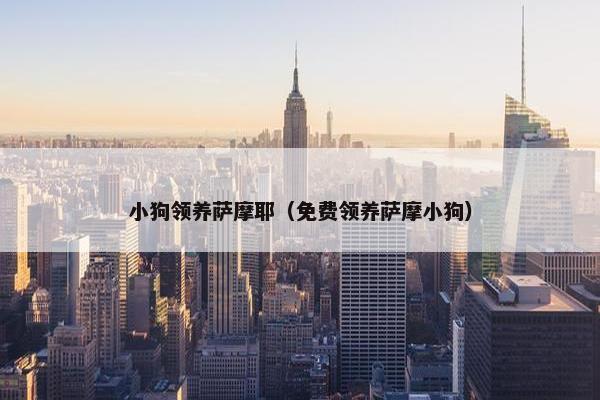 小狗领养萨摩耶（免费领养萨摩小狗）