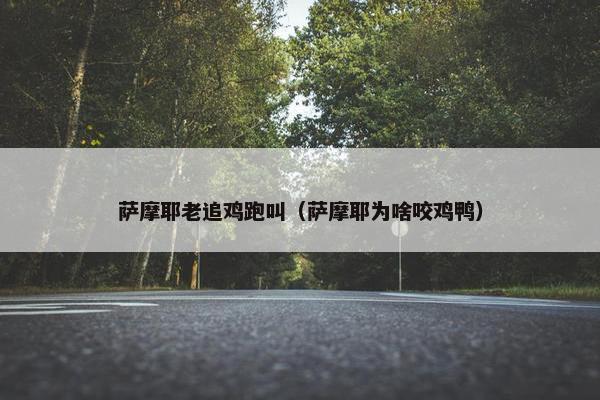 萨摩耶老追鸡跑叫（萨摩耶为啥咬鸡鸭）