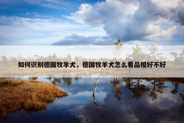 如何识别德国牧羊犬，德国牧羊犬怎么看品相好不好