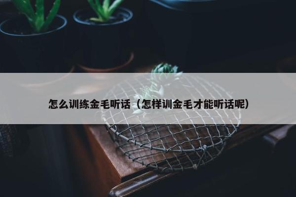 怎么训练金毛听话（怎样训金毛才能听话呢）