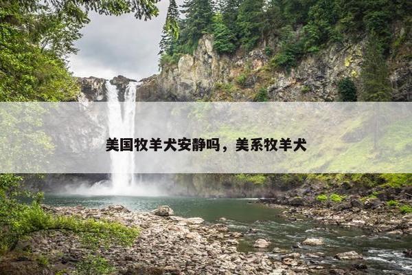 美国牧羊犬安静吗，美系牧羊犬