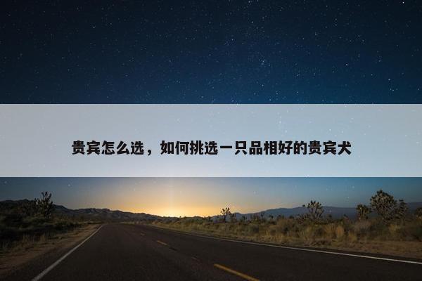 贵宾怎么选，如何挑选一只品相好的贵宾犬