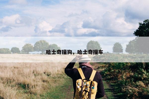 哈士奇撞狗，哈士奇撞车