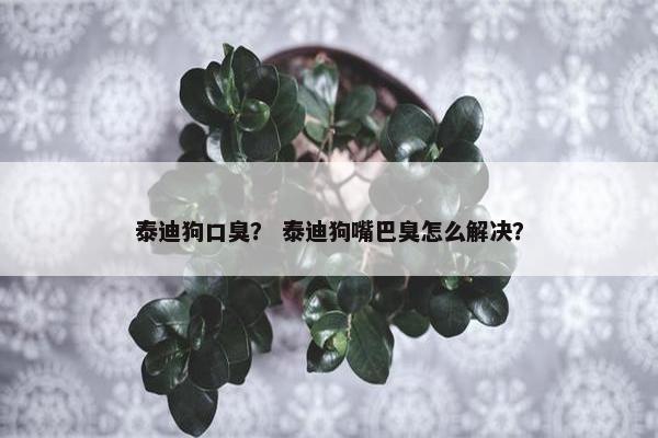泰迪狗口臭？ 泰迪狗嘴巴臭怎么解决？