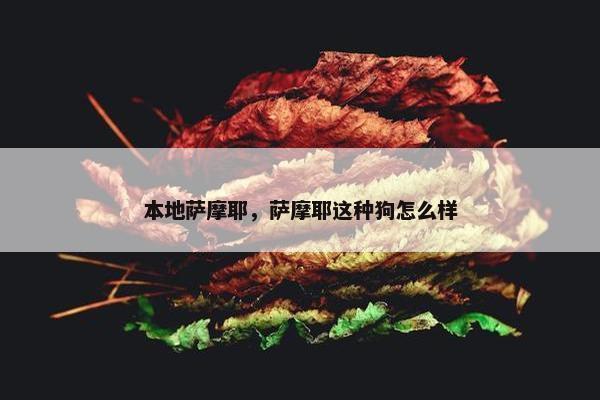 本地萨摩耶，萨摩耶这种狗怎么样