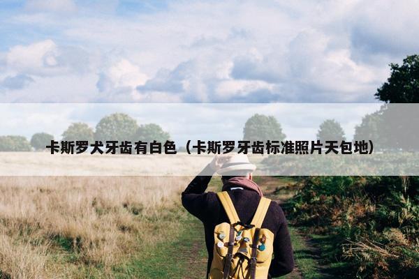卡斯罗犬牙齿有白色（卡斯罗牙齿标准照片天包地）